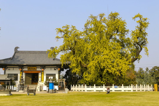 千年银杏树与寺庙