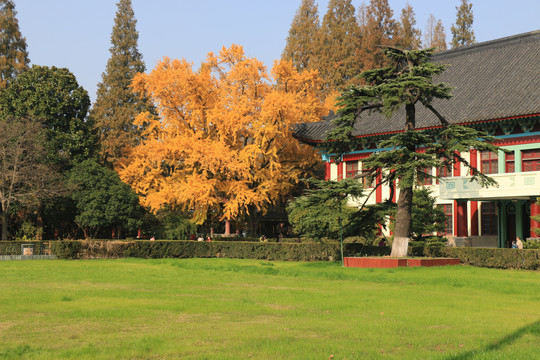 秋天的银杏树及松柏和古建筑