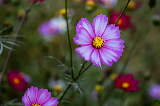 波斯菊格桑花