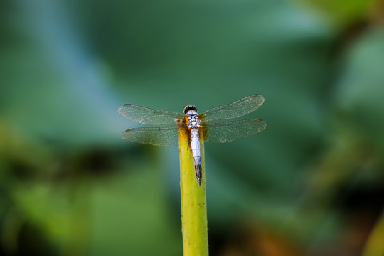 蜻蜓