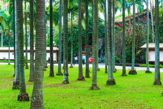 热带树林大王椰子