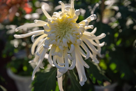 秋菊