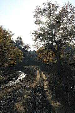 山路弯弯