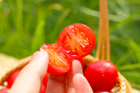 小番茄
