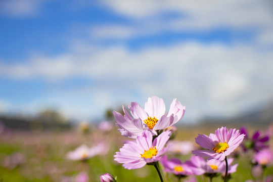 高原格桑花特写