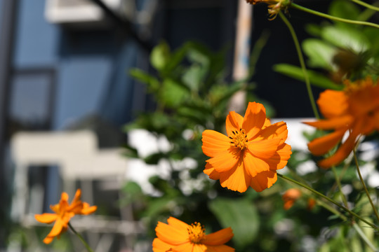 花卉