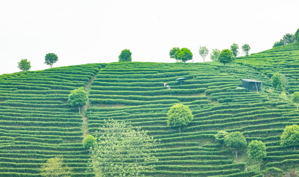 茶山茶园