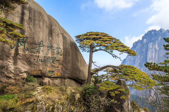 黄山迎客松