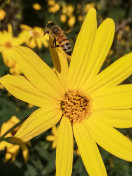 黄花上飞舞的蜜蜂