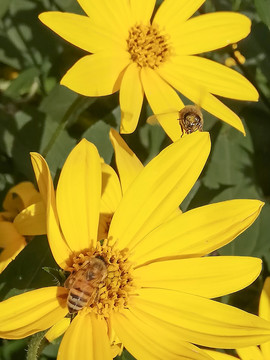 黄花上飞舞的蜜蜂