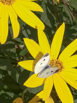 黄花上的白蝴蝶