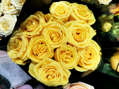 黄玫瑰花
