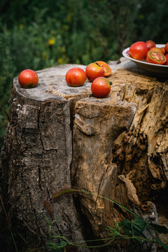 木桩上的番茄西红柿