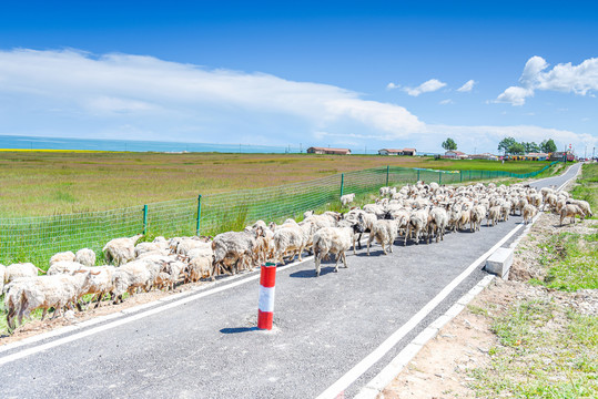 公路上的羊