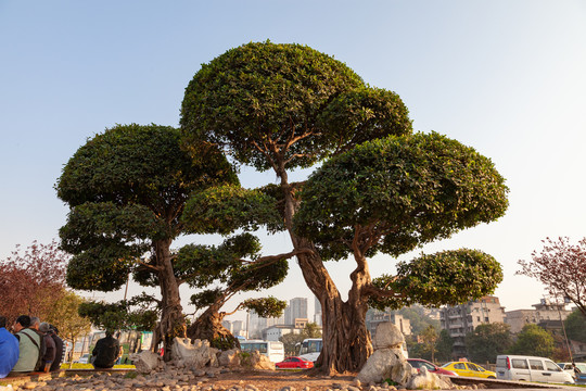 城市街心花园榕树造型