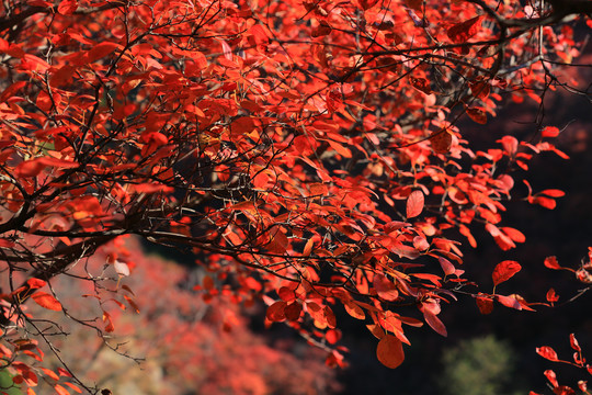 秋天红树叶