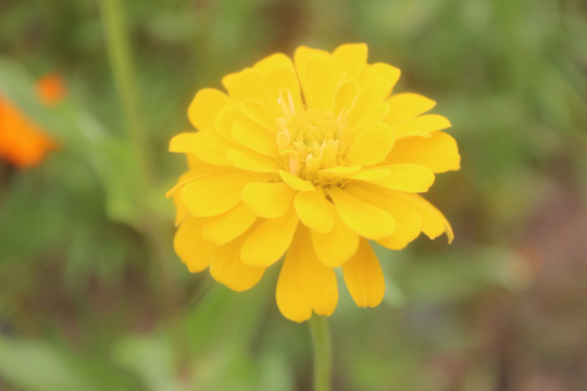 盛开的黄色百日菊