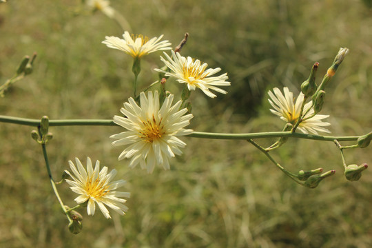 翅果菊