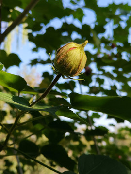 木芙蓉花蕾