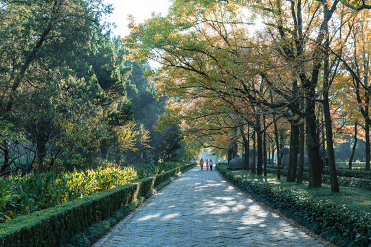 明孝陵石象路秋景