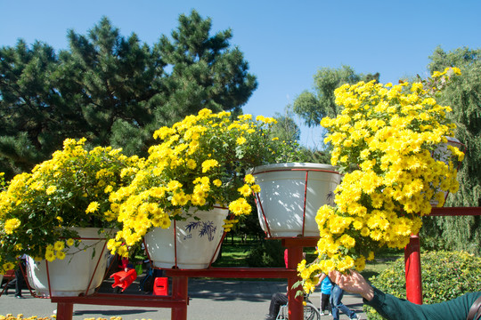 公园景观菊花