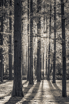 树林黑白摄影