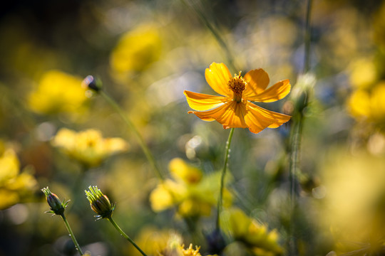 格桑花特写