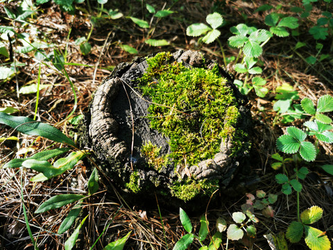 保护森林植被树桩
