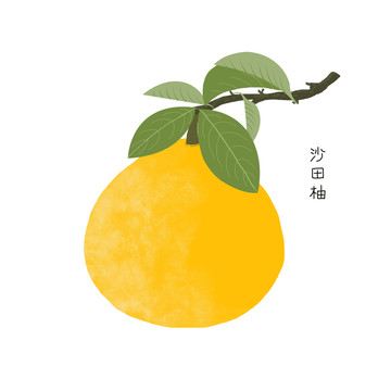 柚子沙田柚素材