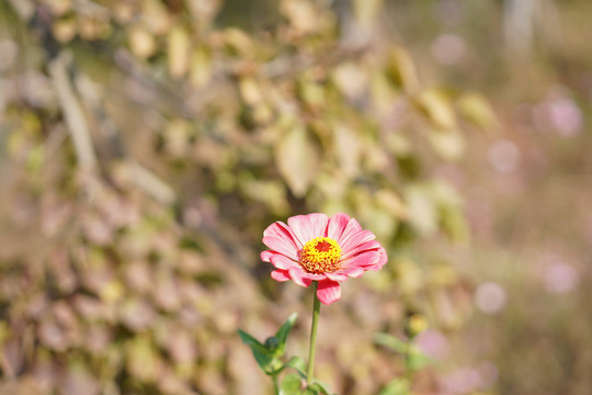 野菊花