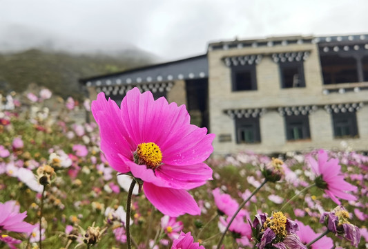 格桑花