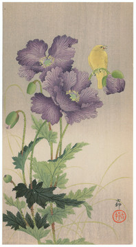 小原古村芥子和金丝雀