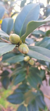 茶树花苞