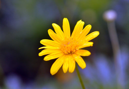 小黄花