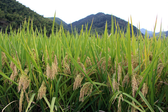 稻田