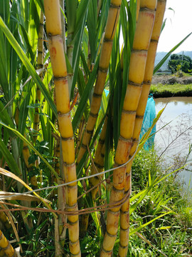 塘边种竹蔗