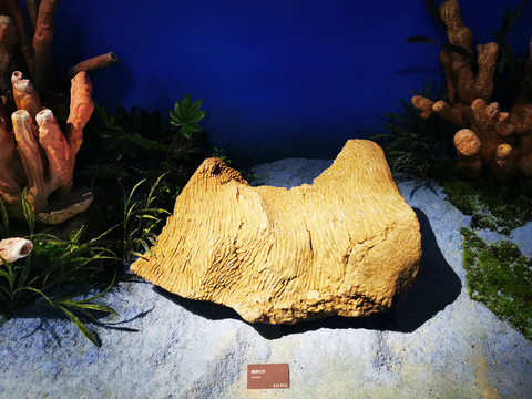 珊瑚化石