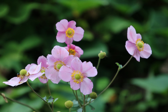 野棉花