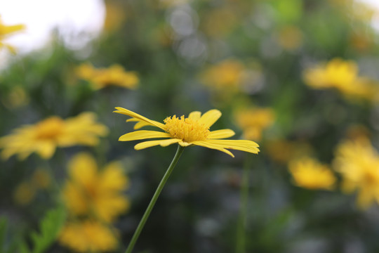 野菊花