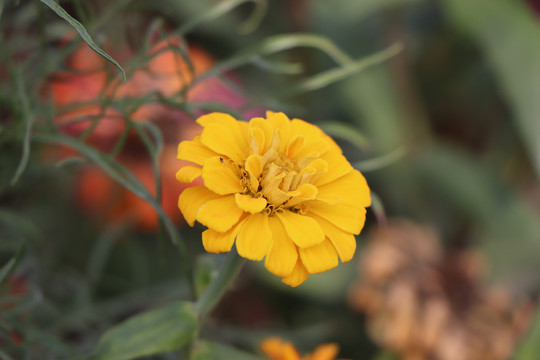 百日菊