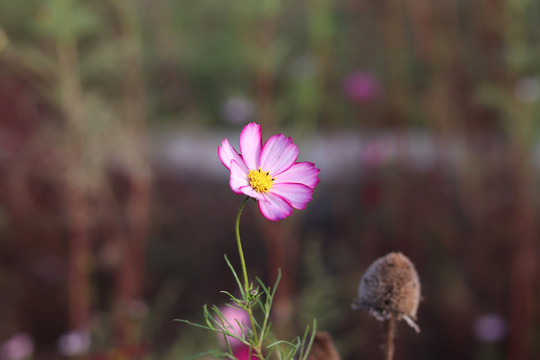 波斯菊