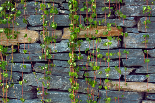 石墙绿植