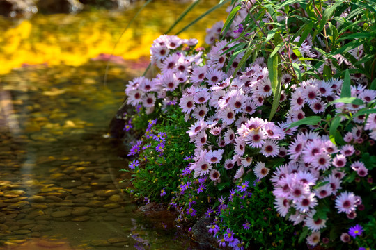 溪边小花