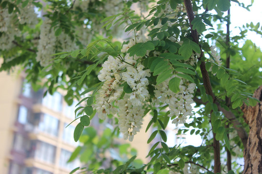 春天盛开的槐花