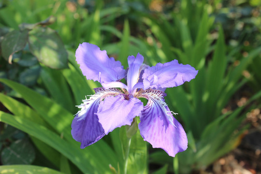 初夏公园里盛开的鸢尾花