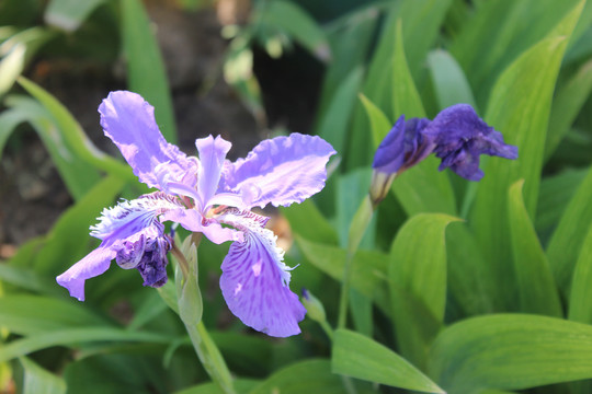 初夏公园里盛开的鸢尾花