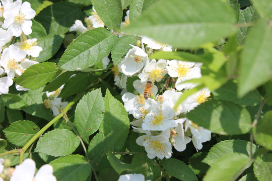盛开的白色野蔷薇
