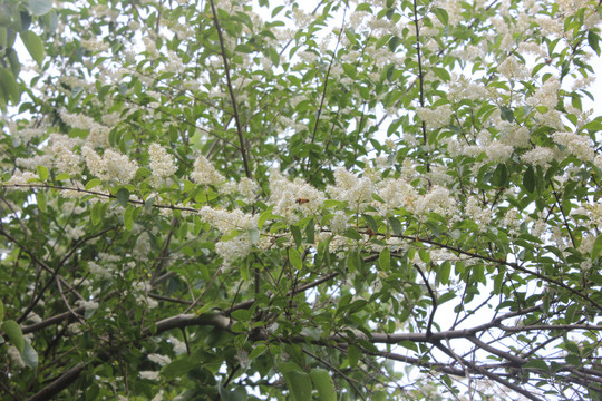 稠李花与小蜜蜂