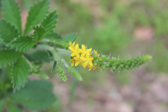 龙芽草