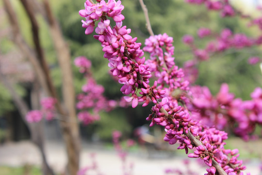 盛开的紫荆花